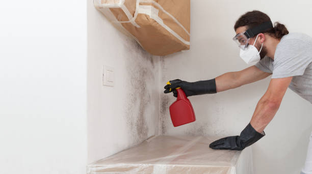 Professional Basement Mold Remediation technician working in Christiana, PA
