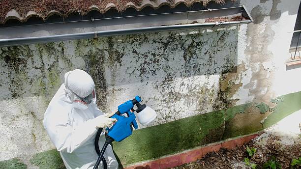 Trusted Basement Mold Remediation service in Christiana, PA - Cheap Mold Removal